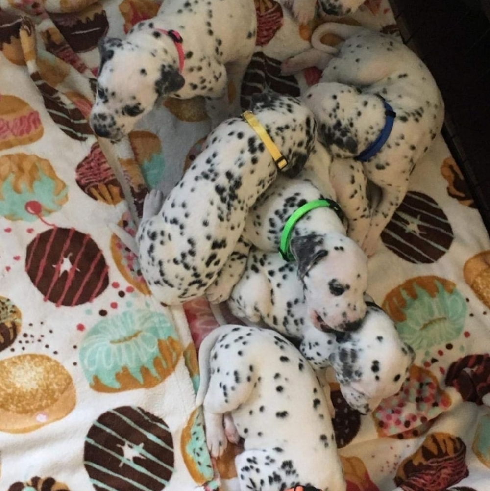 12 Pet Collars - Picture 7 of 7